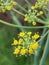 Closeup on a fennel flower. Scientific name Foeniculum vulgare .