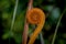 Closeup of fern cola de mono, large orange colored plant with perfect circular shape and symmetry