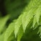 Closeup Fern Fronds Dangle Across Green Bokeh Copy Space Above and Below