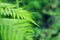 Closeup fern leaf tip fresh nature background