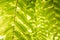 Closeup Fern Leaves