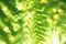 Closeup Fern Leaves