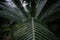 Closeup of fern leaves in a forest under the lights with a blurry background