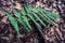 Closeup of fern nonflowering vascular plant reproduce by spores