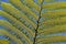 Closeup of fernleaf plant with blue sky