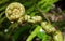 Closeup of fernleaf plant in New Zea