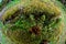 Closeup of ferns in the moss covered forest