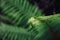 Closeup of ferns in the scottish highlands