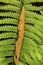 Closeup of fertile frond of cinnamon fern in Vernon, Connecticut