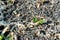 Closeup fertile soil in spring after fertilizing with green manure planted since autumn, selective focus