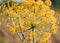 Closeup of ferula communis in a field under the sunlight with a blurry background