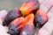 Closeup fesh palm oil seed