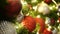 Closeup of Festively Decorated Outdoor Christmas tree with bright red balls on blurred sparkling fairy background