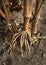 Closeup of fibrous roots of corn stalk plant on farm in agricultural with dried brown leaves and husks