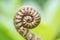 Closeup Fiddlehead Fern Plant