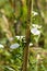 Closeup of field bindweed flowers on another plant with selective focus on foreground