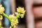 Closeup of field Cape of Good Hope, Dracaena, Dracaena fragrans