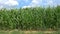 Closeup of a field of corn ready for harvest. Corn field and sky with beautiful clouds.