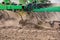 Closeup of field cultivator working soil in farm field