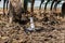 Closeup of field cultivator working soil in farm field.