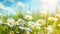 Closeup field daisies sun shining background icon weather app wh