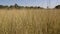 Closeup field of hay grass growing in rural farm meadow