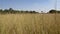 Closeup field of hay grass growing in rural farm meadow