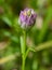 Closeup of Field Milkwort Flower