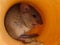 Closeup field mouse Apodemus eats grain inside of hole