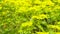 Closeup field of mustard plants