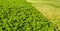 Closeup of a field with partially harvested curly leaf Parsley