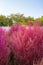 Closeup on a field of pink and purple Bassia scoparia  or summer cypress during autumn in the Olympic Park, Seoul, South Korea.
