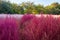 Closeup on a field of pink and purple Bassia scoparia  or summer cypress during autumn in the Olympic Park, Seoul, South Korea