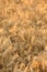 Closeup a field of wheat