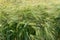 Closeup of a field of wheat with green straws