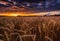 Closeup field wheat sunset background: wide angle rudolf interco