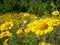 Closeup of a field of yellow dasies and green grass