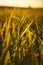 Closeup of field of young grain in a sunset back light