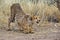 Closeup of a fierce cheetah ready to attack  the Namibian savannah