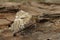 Closeup on the figure of eighty moth, Tethea ocularis sitting on wood