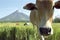 Closeup Filipino cow and Mount, volcano Mayon