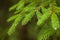 Closeup fir branches with raindrops, blurred background