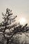 Closeup of a fir tree branch covered with snow in winter at Kosutnjak park