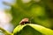 Closeup of firebug sitting on leave