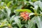 Closeup of firebush: shrub in florida