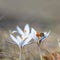 Closeup first bee sit on a white crocus flower