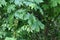 Closeup of the first leaves on tree branches during the start of spring