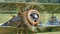 Closeup First World War british historic military biplane with engine running