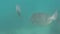 Closeup fish diving under sea