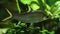 Closeup fishes swimming in tank with seaweed